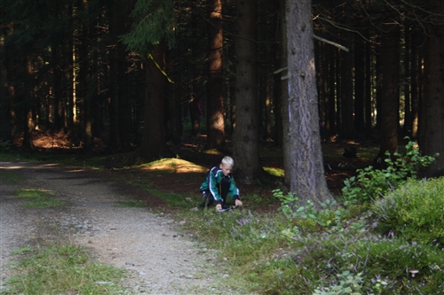Obrázek v galerii